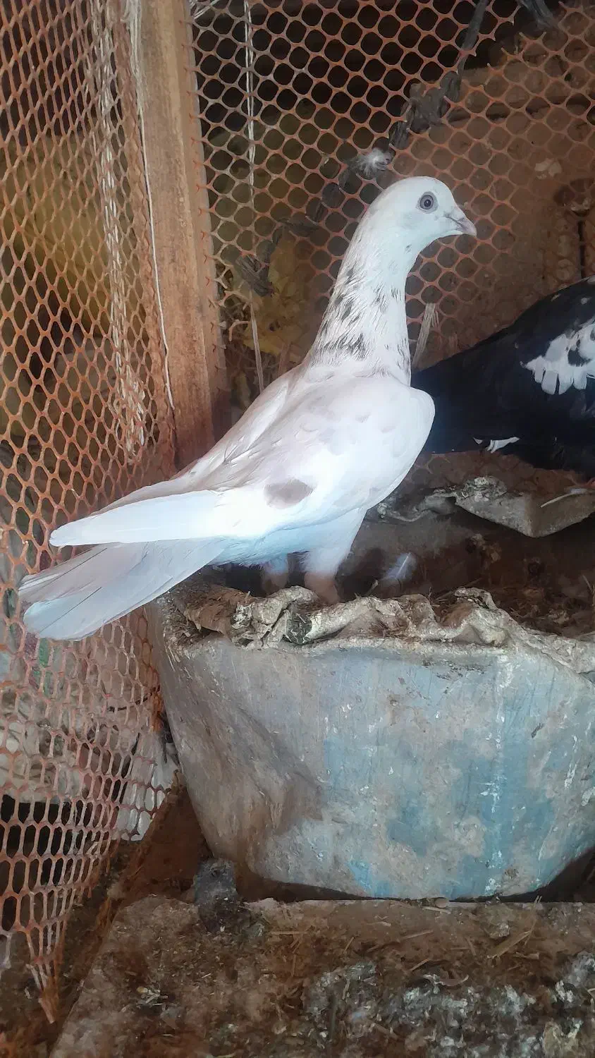 کبوتر فروشی|پرنده|شاهرود, |دیوار