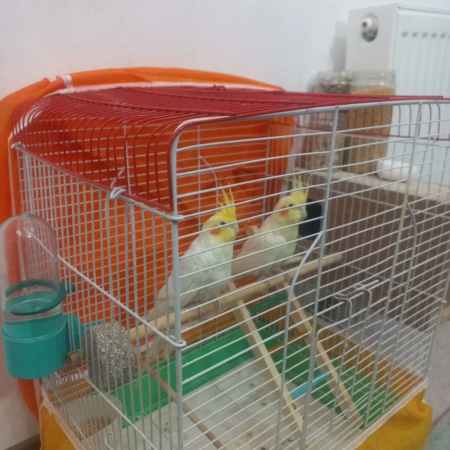 پرنده|پرنده|فولادشهر, مسکن مهر فولادشهر|دیوار