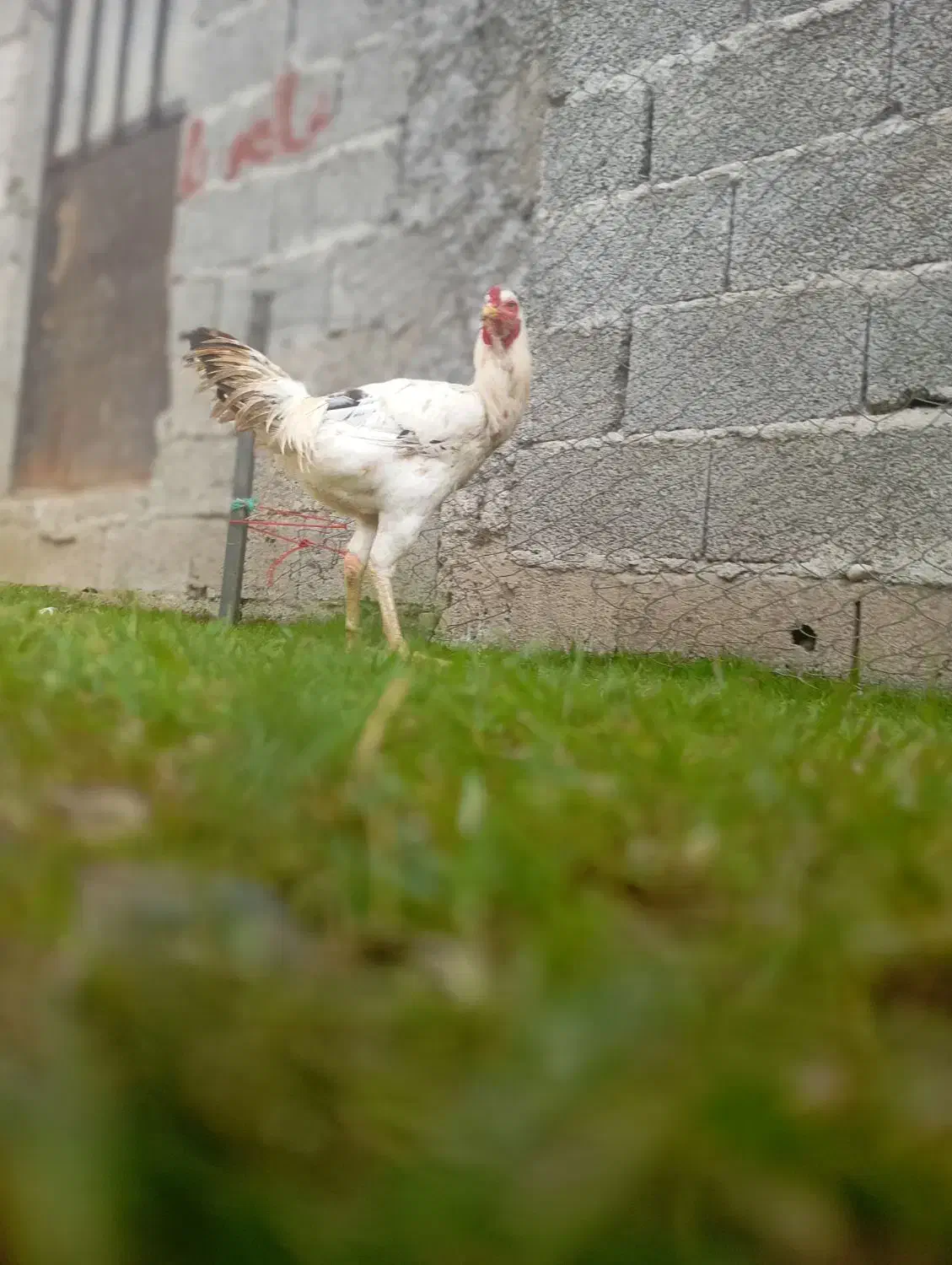 مرغ و خروس همه نوع|حیوانات مزرعه|اسالم, |دیوار