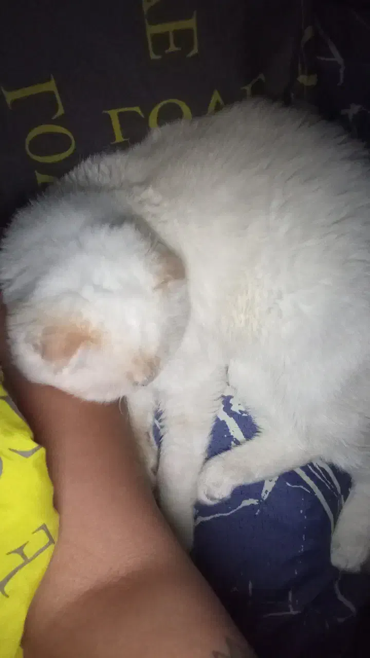 اسکاتیش چشم آبی|گربه|رامسر, |دیوار