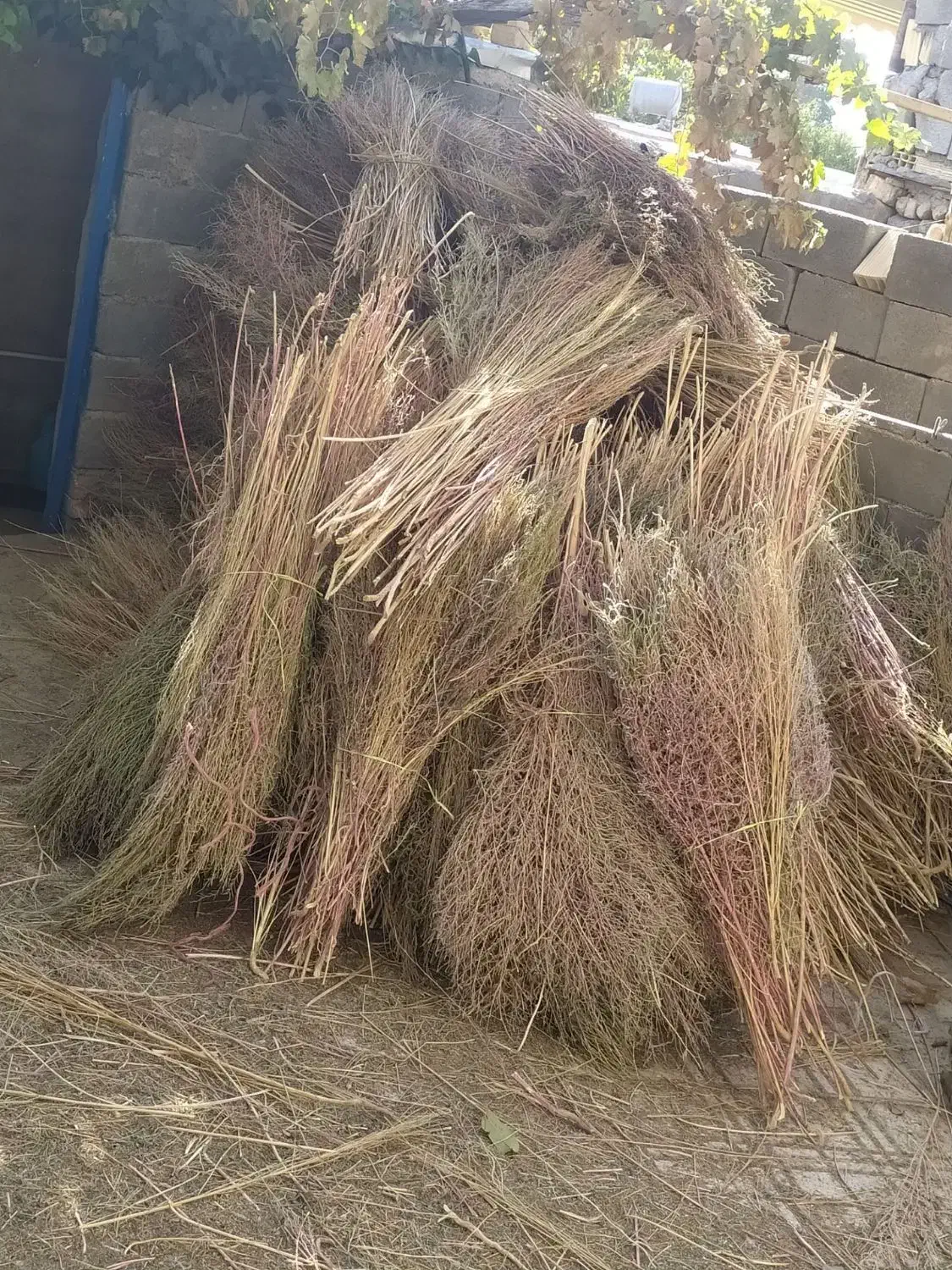 جارو چغندر درجه یک|عمدهفروشی|خانمیرزا, |دیوار