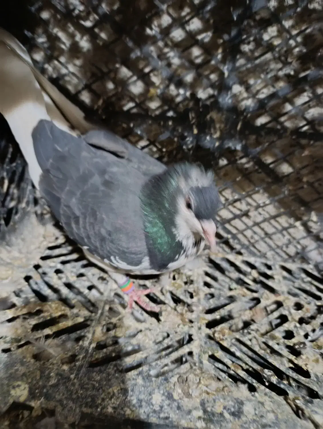 کبوتر مفت|پرنده|کازرون, |دیوار