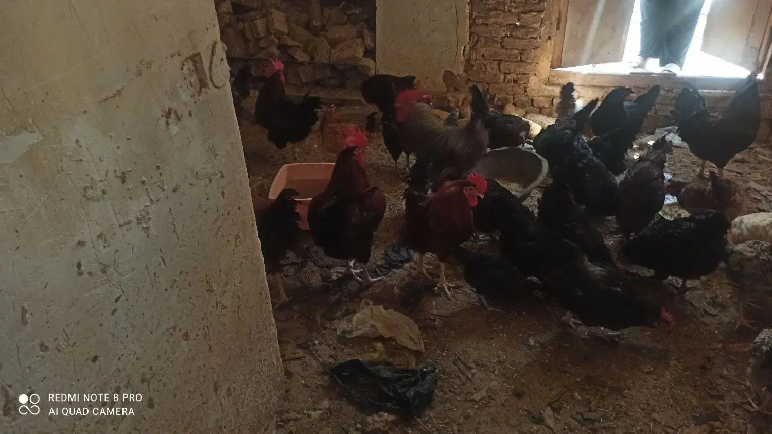 فروش مرغ و خروس|حیوانات مزرعه|باشتین, |دیوار