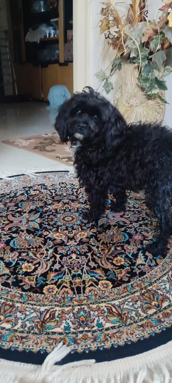 سگ شیتزو حرف گوش کن|سگ|تهران, شهرک ولیعصر شمالی|دیوار