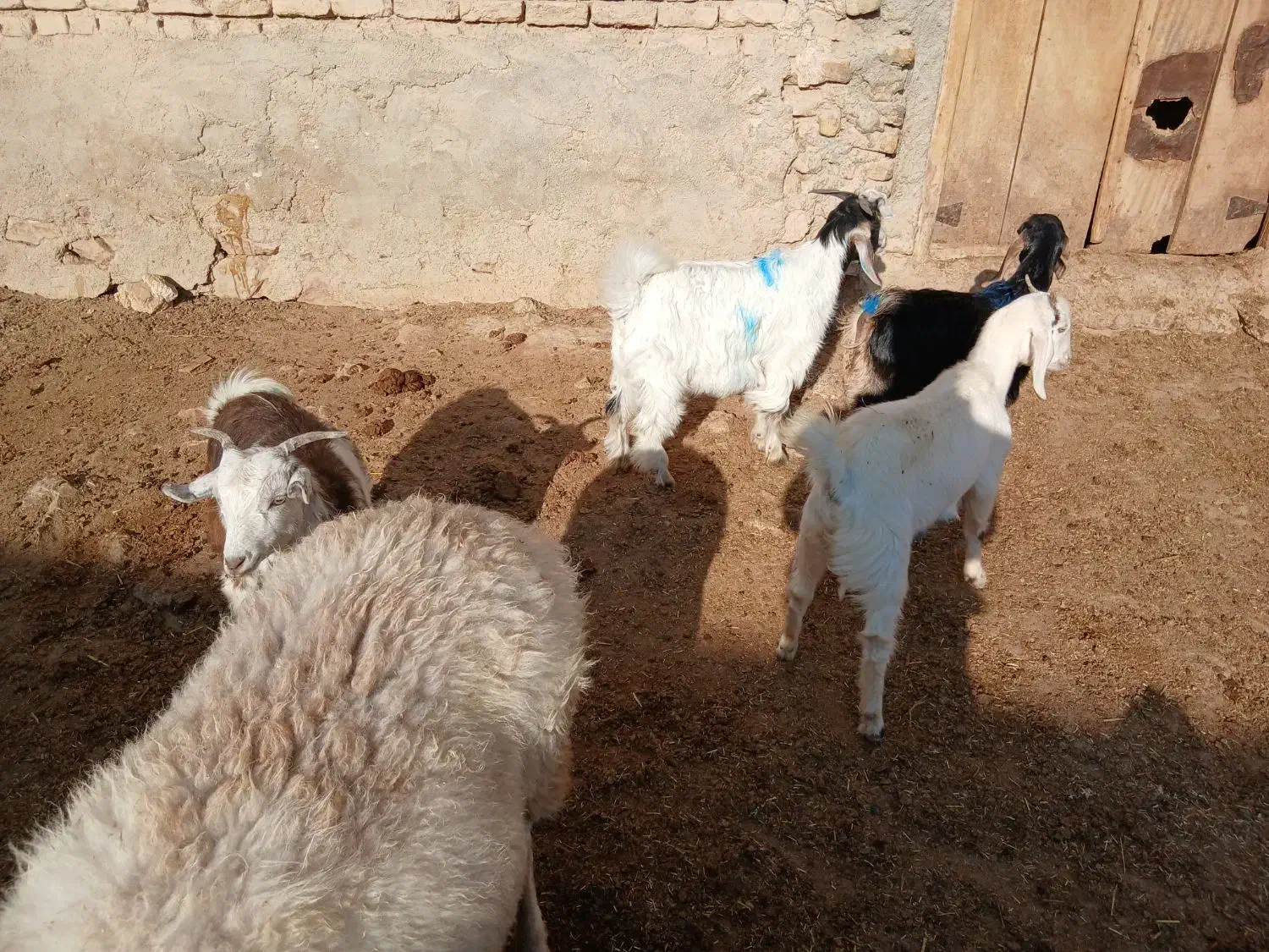 شش تابزغاله دانه ۴م از۱۵تا۲۲کیلو شش تا۲۴میلیون|حیوانات مزرعه|بجنورد, |دیوار