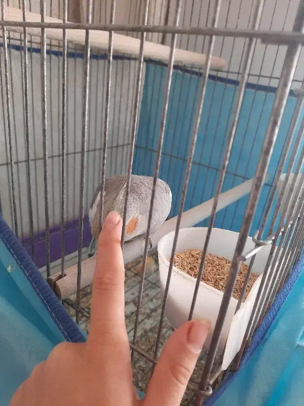 عروس هلندی|پرنده|کاشان, شهرک خاتم الانبیا (مسکن ملی کاشان)|دیوار