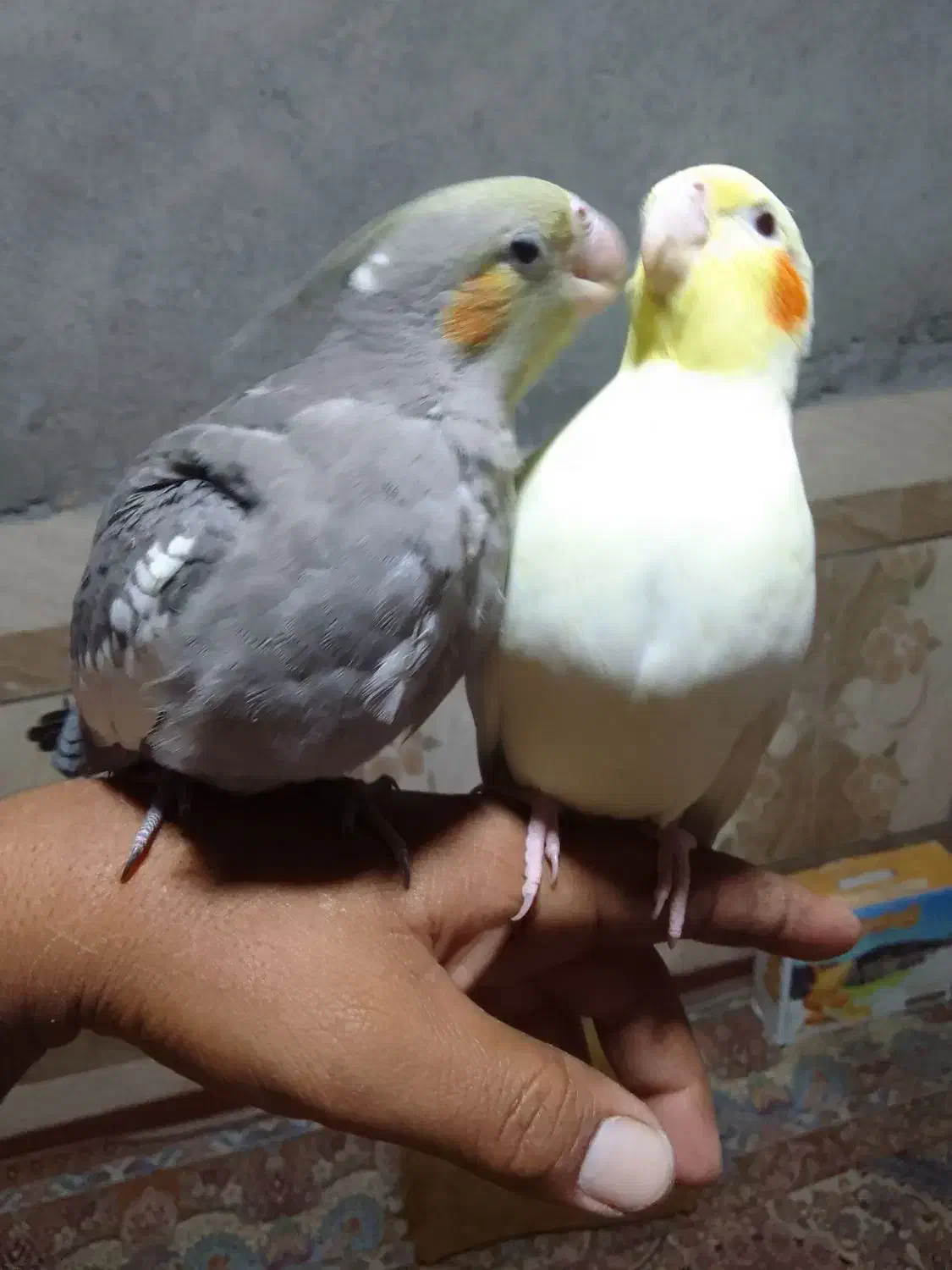 جوجه عروس|پرنده|سراوان, |دیوار