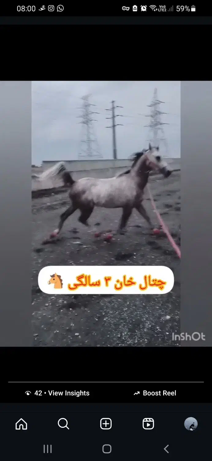 نریون عرب مصری|اسب و تجهیزات اسبسواری|مشهد, شهرک صنعتی توس|دیوار