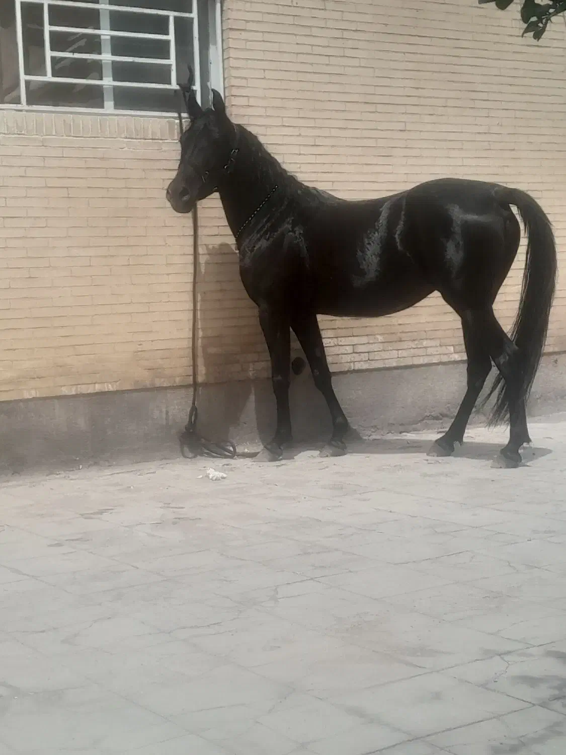 اسب|اسب و تجهیزات اسب‌سواری|زنجان, |دیوار