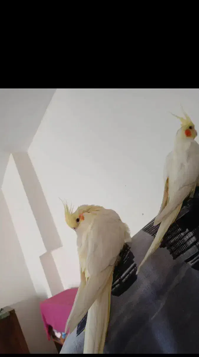 عروس هلندی گم شده در شهرک جهان نما|حیوانات|کرج, شهرک جهان‌نما|دیوار