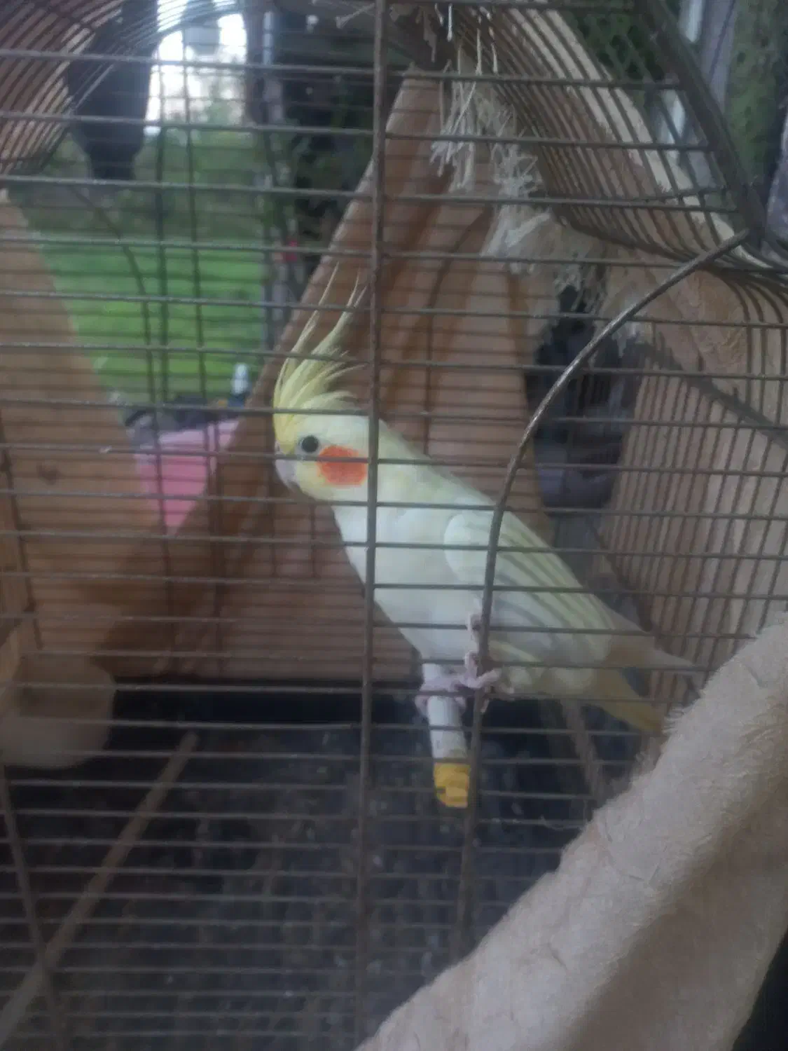 طوطی عروس|پرنده|کوچصفهان, |دیوار