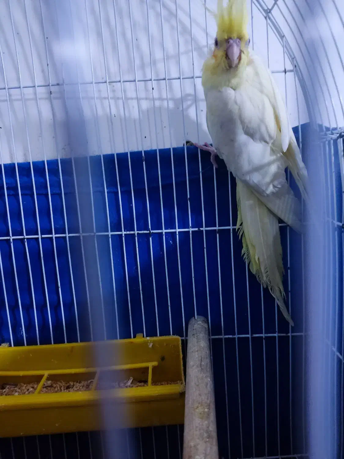 عروس هلندی|پرنده|خرمشهر, |دیوار