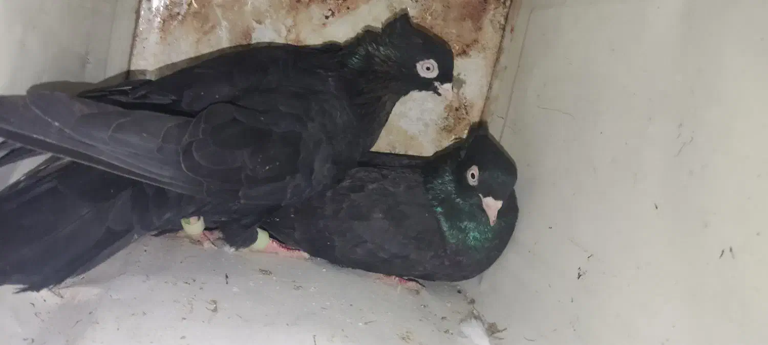 یه جفت سیاه ذاغ|پرنده|کوه چنار, |دیوار