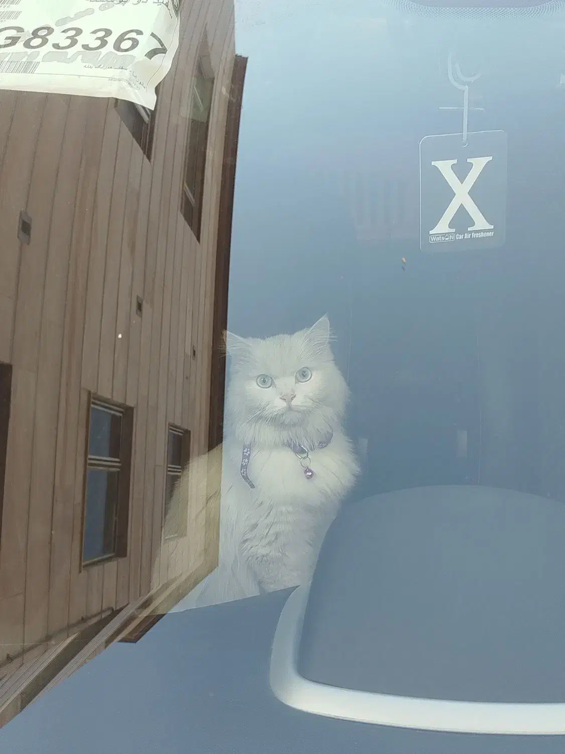 جفت گیری|گربه|همدان, |دیوار