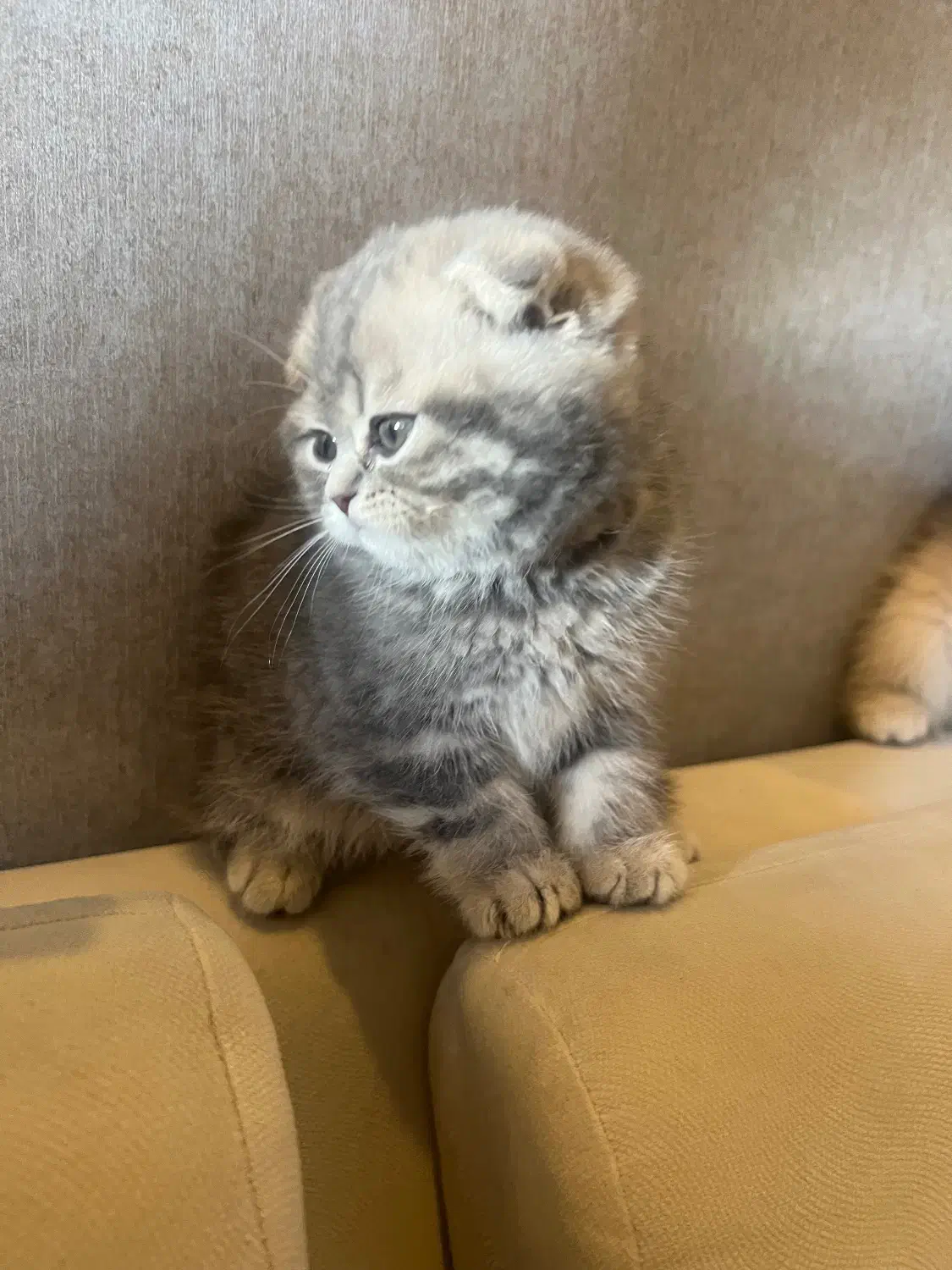 گربه های اسکاتیش نژاد|گربه|تهران, سازمان برنامه جنوبی|دیوار