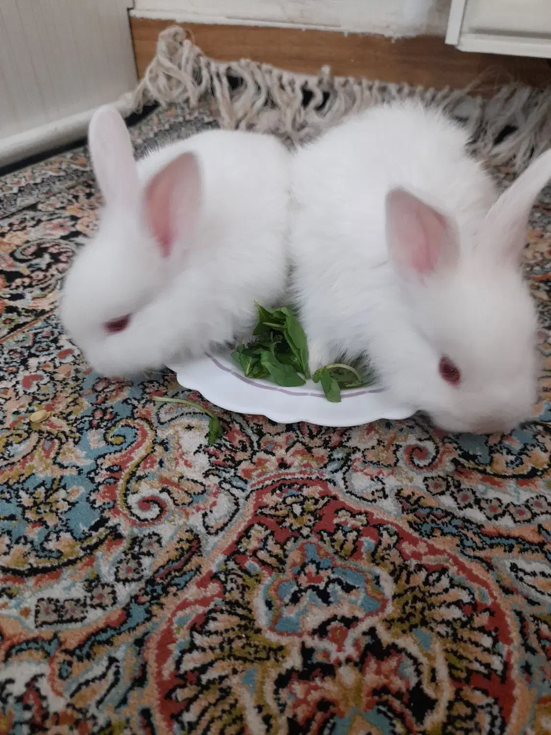 بچه خرگوش|موش و خرگوش|پرند, فاز ۴|دیوار