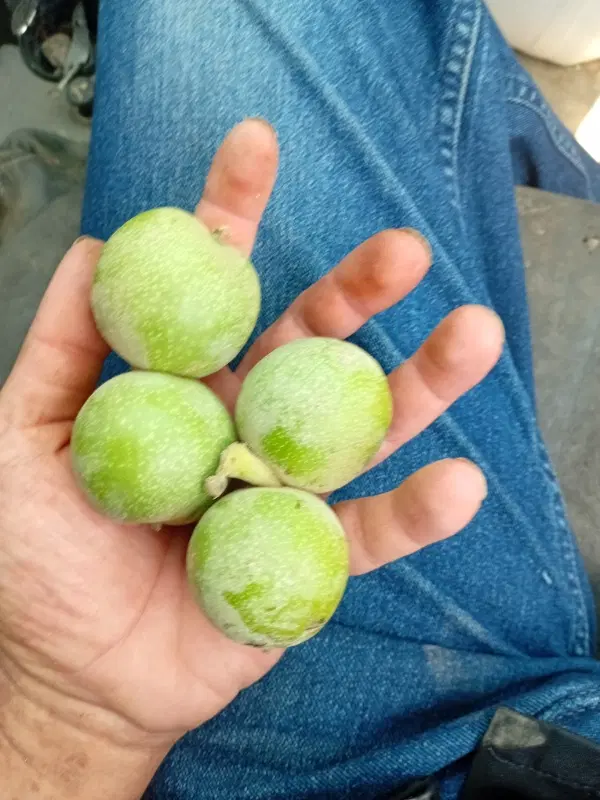 گردو|خوردنی و آشامیدنی|اراک, |دیوار