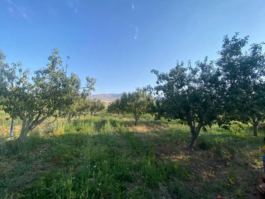 باغ|فروش زمین و ملک کلنگی|فندقلو, |دیوار