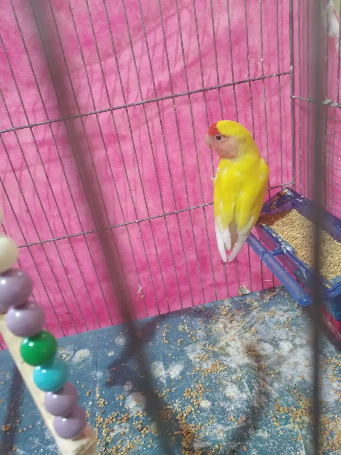 طوطی کوتوله رخ هلویی|پرنده|جیرفت, |دیوار