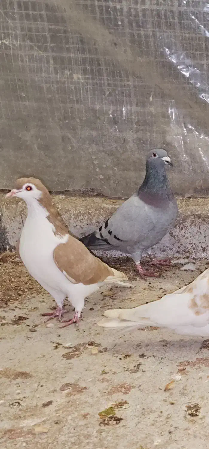 کبوتر  رنگی|پرنده|گنبد کاووس, |دیوار