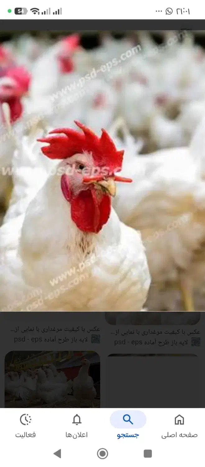 خروس|حیوانات مزرعه|کشکوئیه, |دیوار