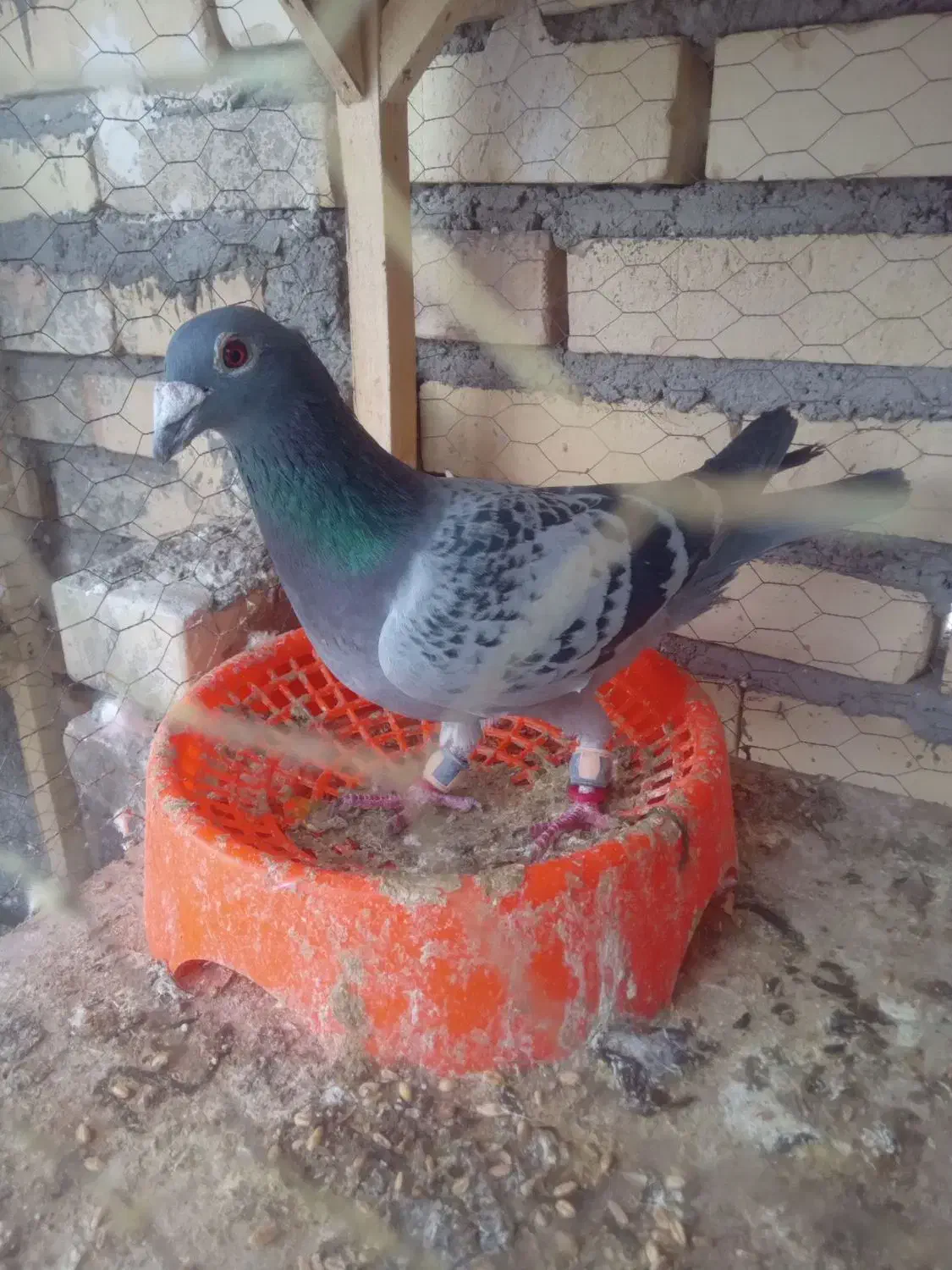 کفتر|پرنده|تربت جام, تیپ ۳۸ زرهی تربت جام|دیوار