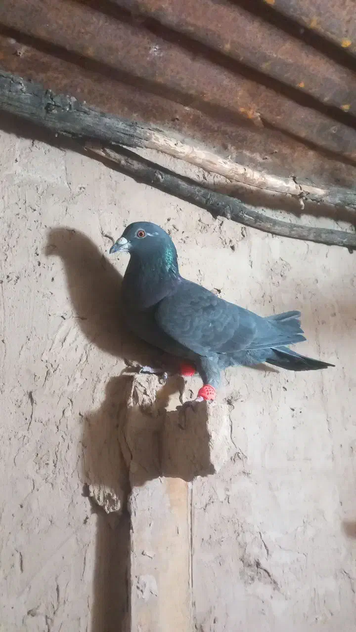 ۴تا کفتر جنگنده|پرنده|اسفراین, |دیوار