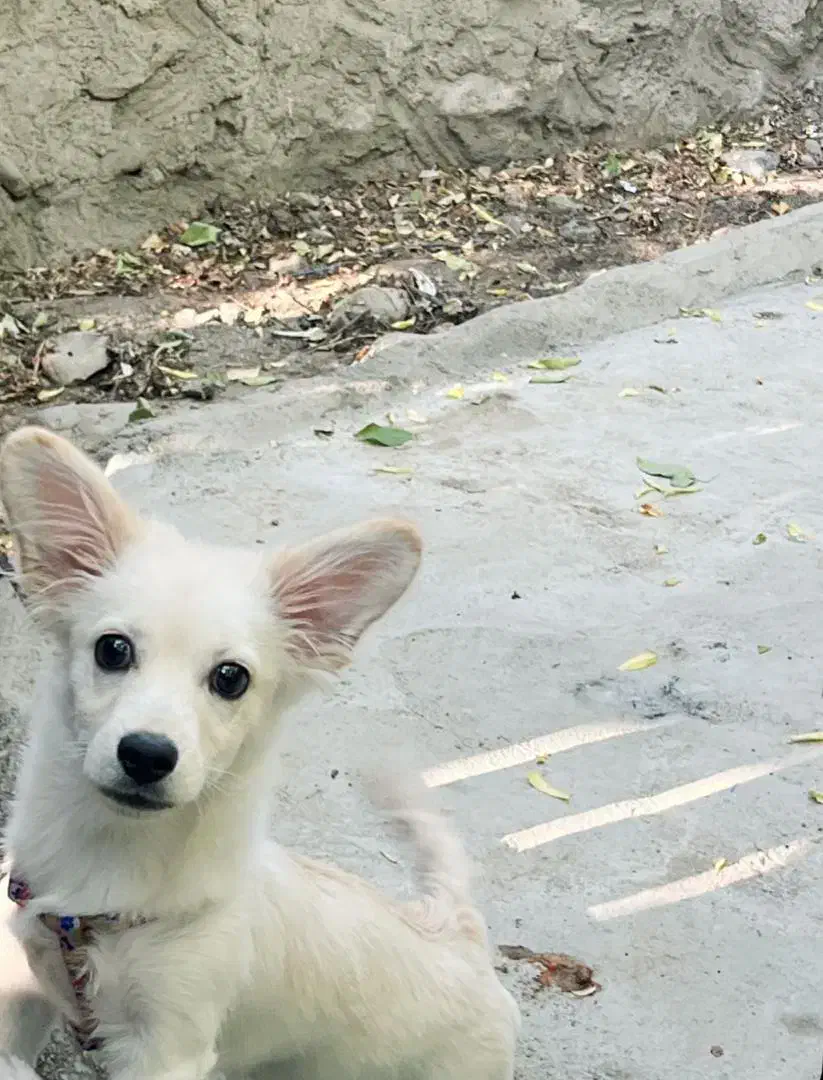 سگ اشپیتز میکس|سگ|سیرجان, |دیوار