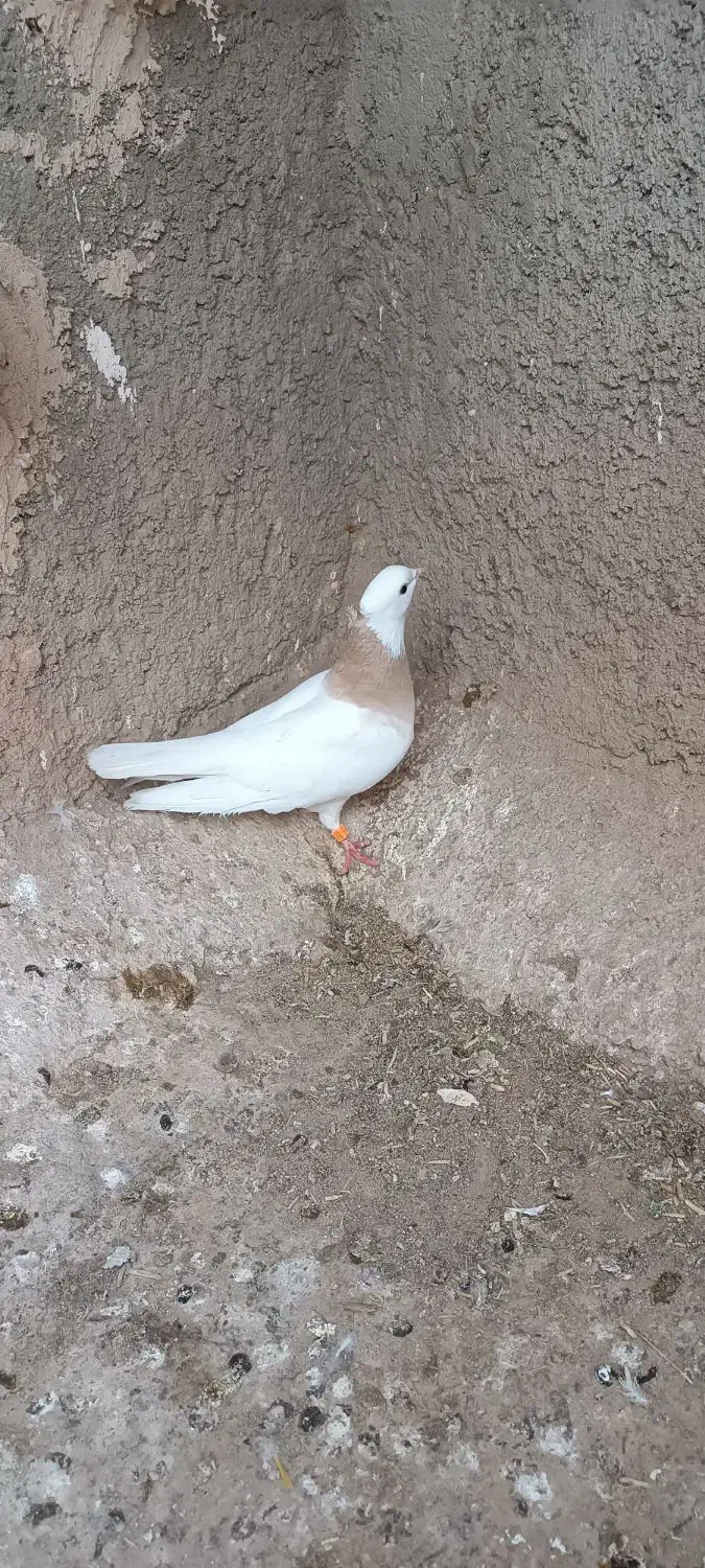 گرفتنی|پرنده|فیروزه, |دیوار