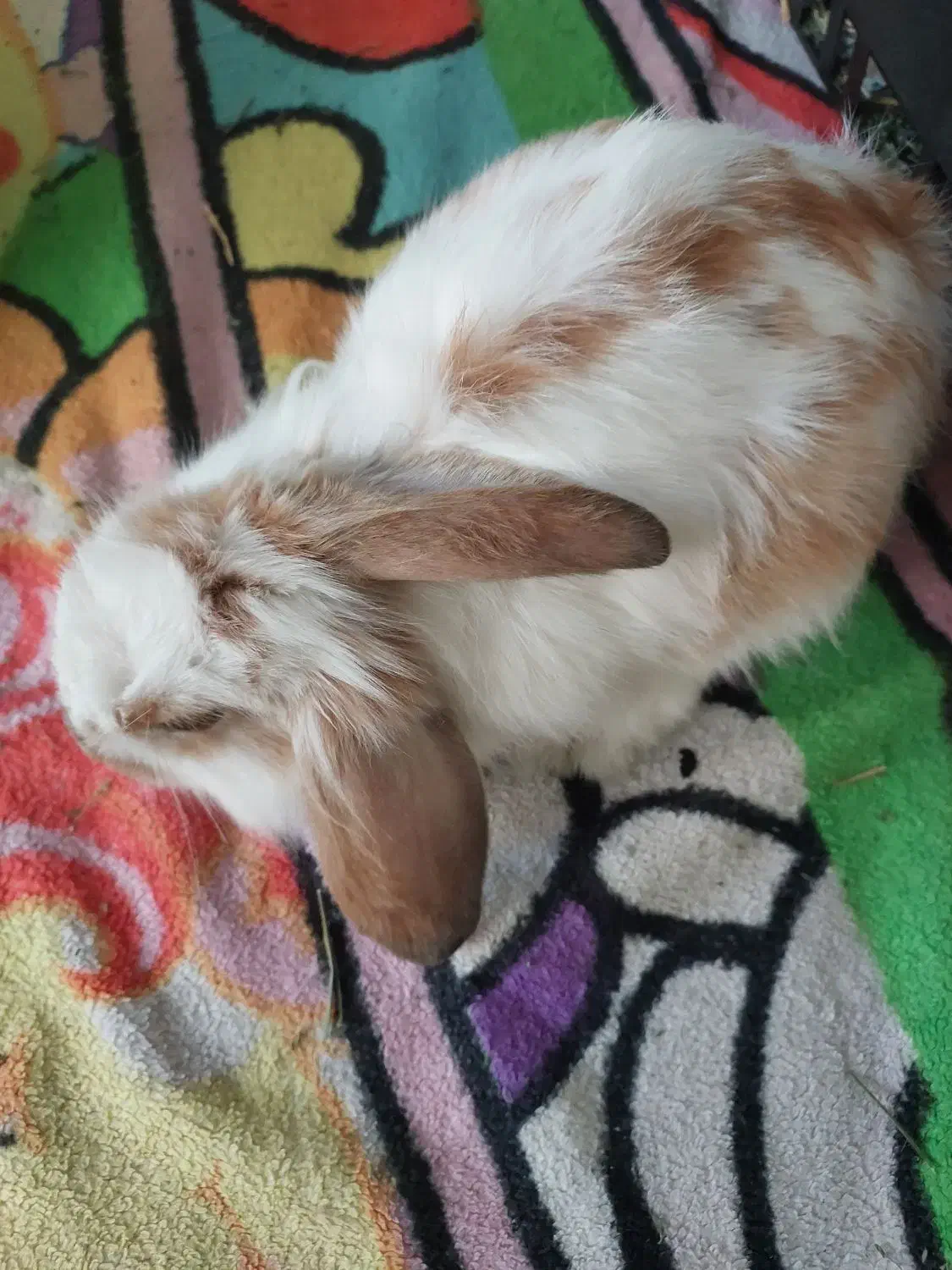 خرگوش لوپ|موش و خرگوش|قم, انسجام|دیوار