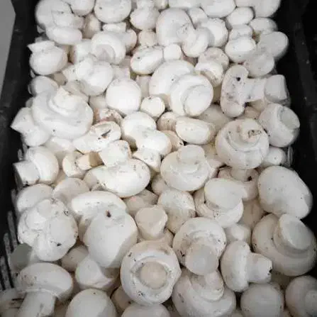 قارچ با کیفیت|خوردنی و آشامیدنی|مشگین شهر, |دیوار