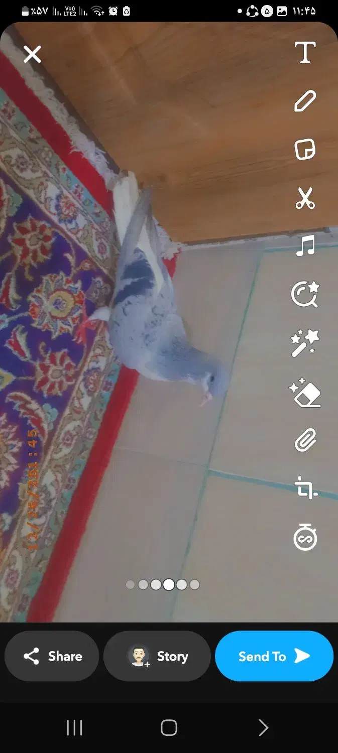 کفتر|پرنده|مشهد, بهمن|دیوار