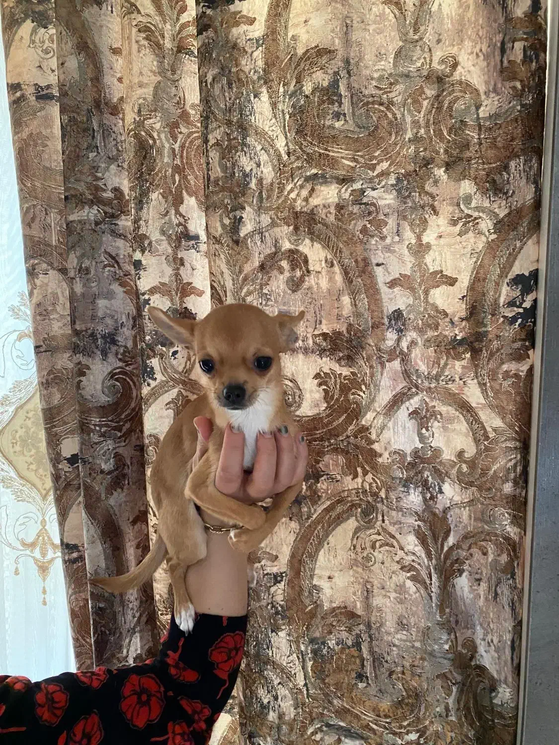 سگ شیواوا ماده اپل هد 7ماهه|سگ|تبریز, |دیوار