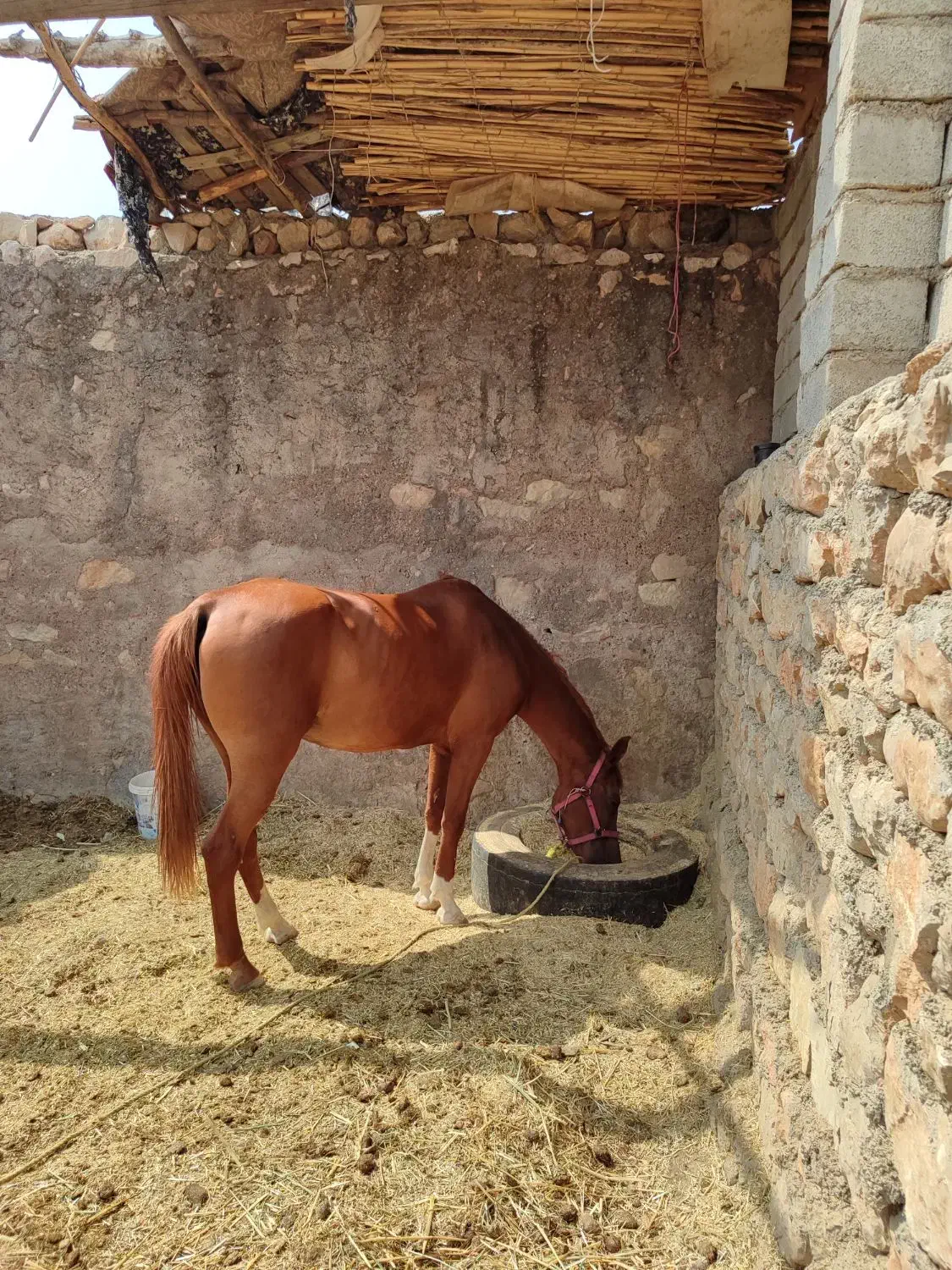 اسب مادیون|اسب و تجهیزات اسب‌سواری|ویسیان, |دیوار