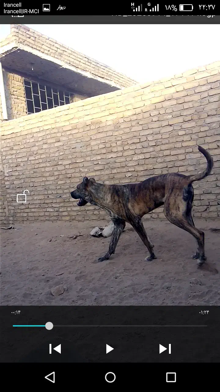 سگ نژاد اصل معاوضه با گوسفند|سگ|تربتحیدریه, پائین ولایت|دیوار