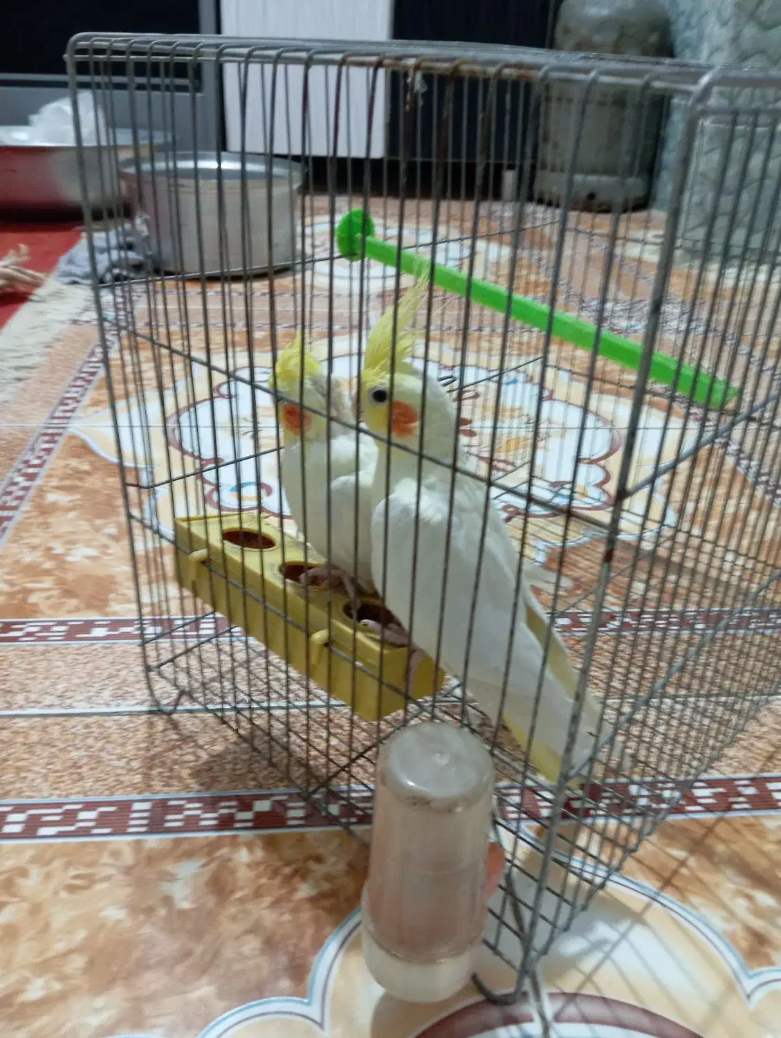 پرنده|پرنده|نیک شهر, |دیوار