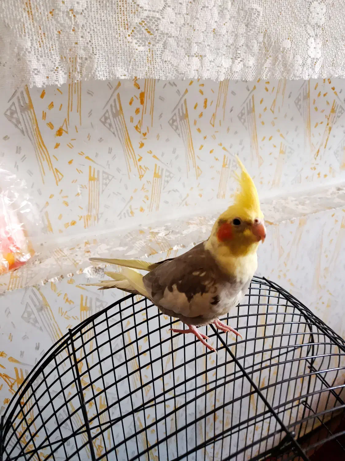 عروس هلندی جوجه 4ماه آماده یادگیری|پرنده|مرودشت, دولت آباد|دیوار