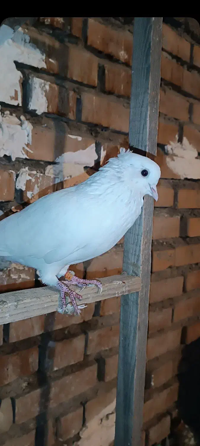 کبوتر پرشی|پرنده|آق قلا, |دیوار