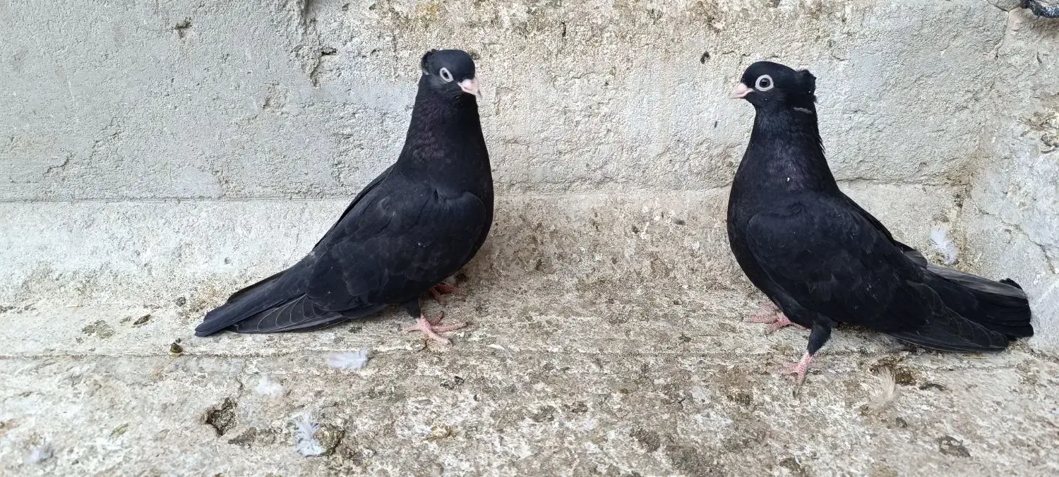 کبوتر|پرنده|ملکان, |دیوار