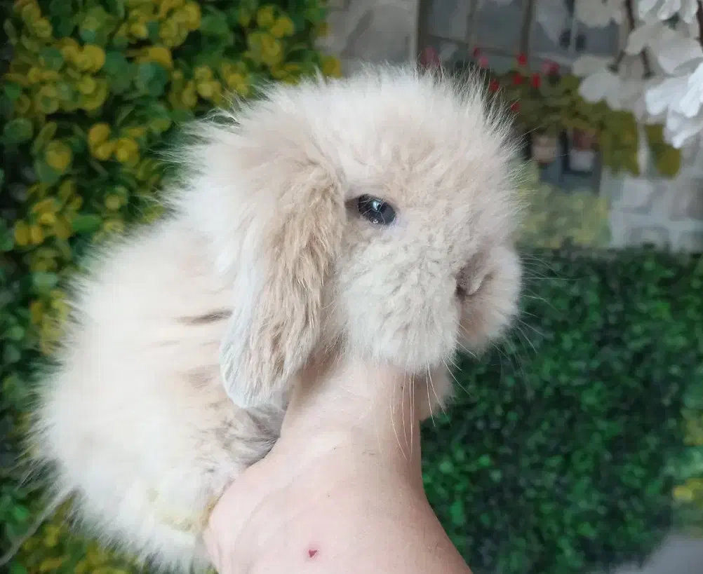 خرگوش مینی لوپ توپولی عروسک|موش و خرگوش|کرج, کرج نو|دیوار