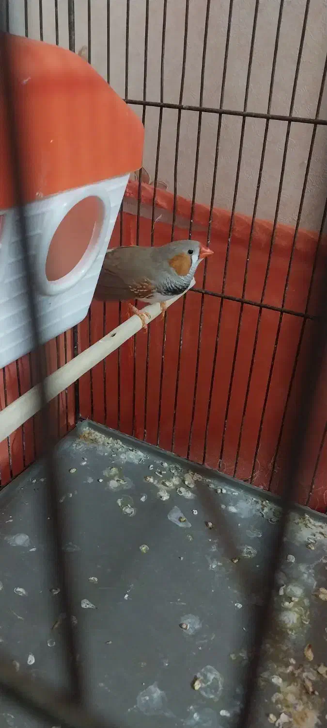 فنچ کینگ|پرنده|تهران, یافت‌آباد|دیوار