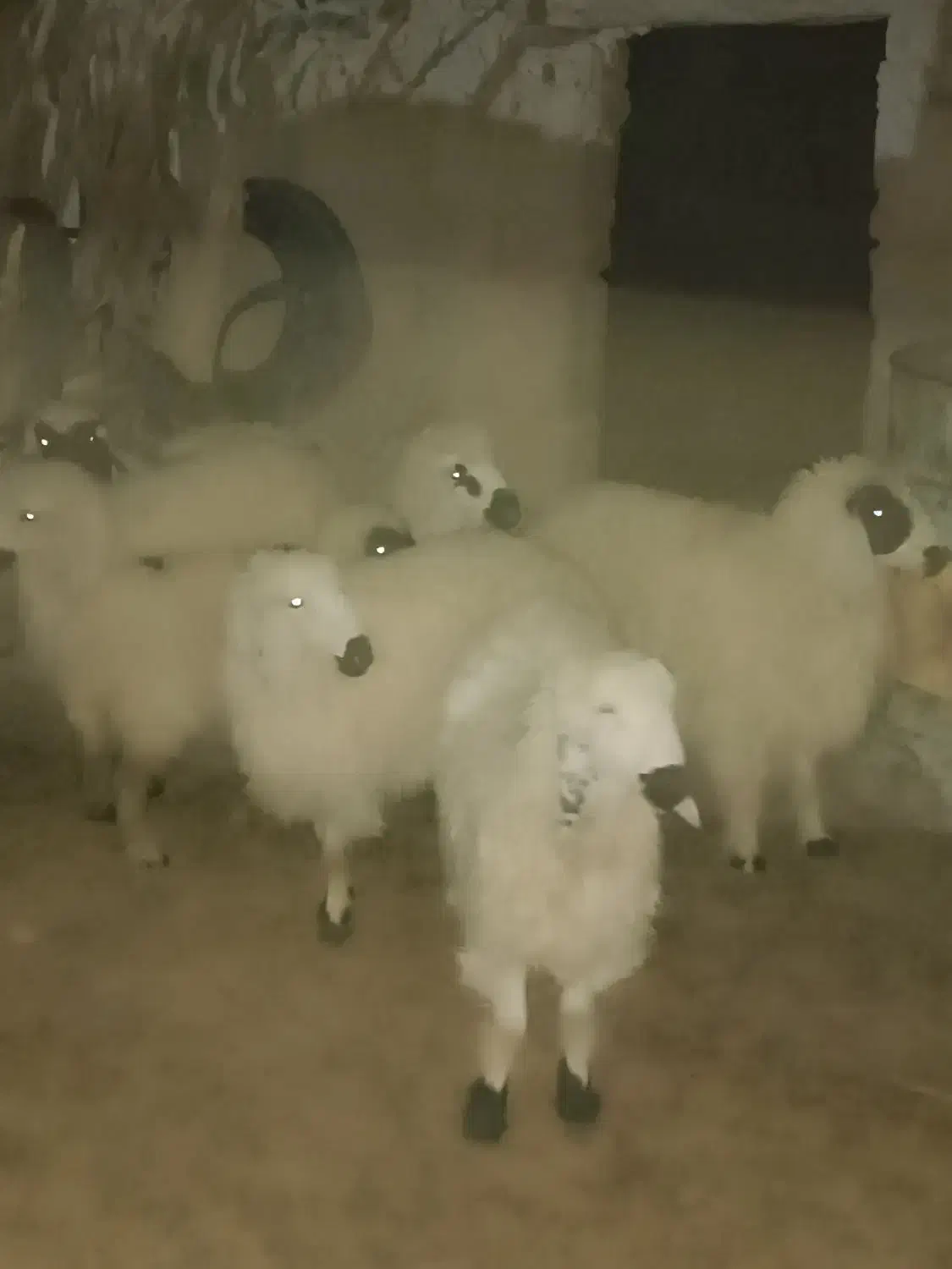 بره ماده|حیوانات مزرعه|ریگ ملک, |دیوار