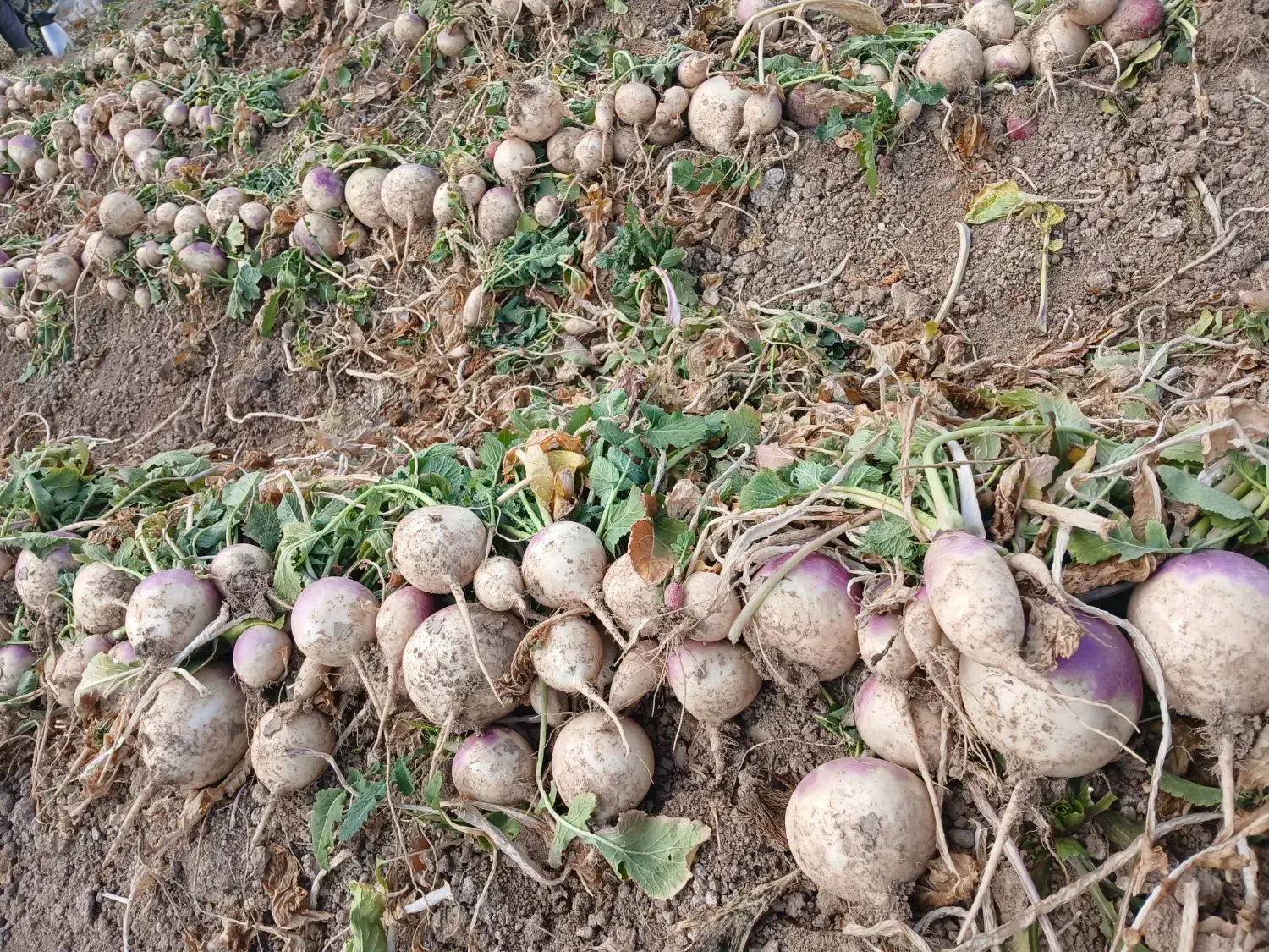 شلغم دامی|حراج|خمینی‌شهر, |دیوار