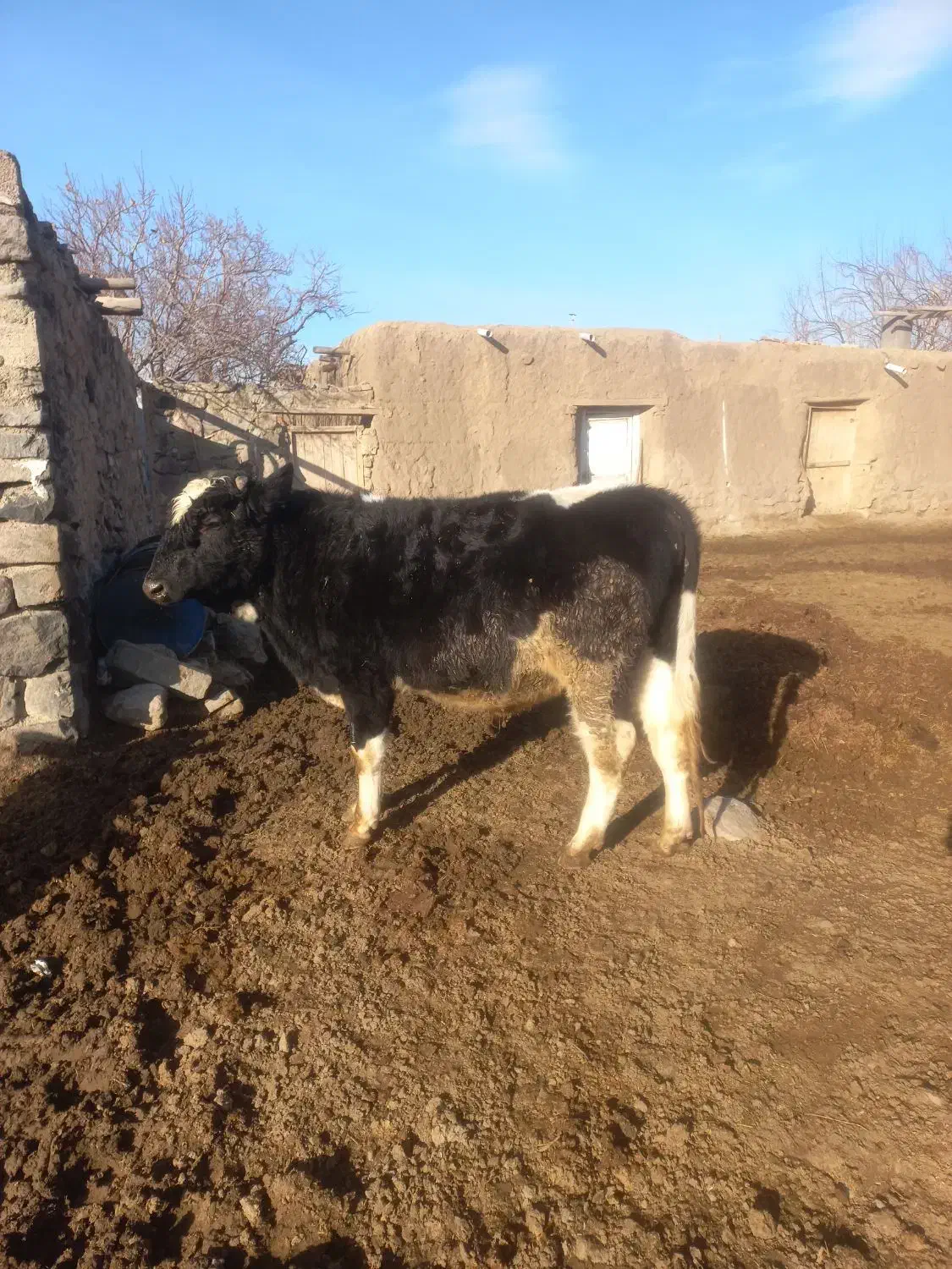 گاو نر ۱۴ماهه|حیوانات مزرعه|نوشین شهر, |دیوار