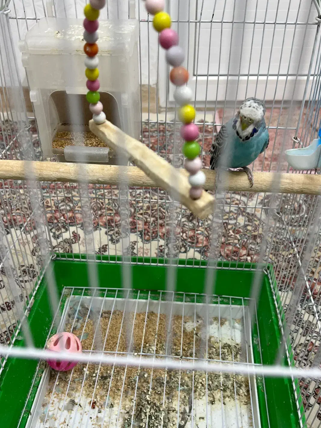 مرغ عشق انگیلیسی|پرنده|یزد, |دیوار