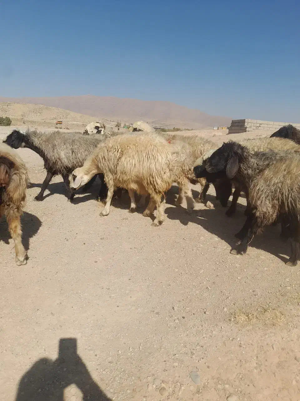 . تعداد ۲۰راس شیشک میش داشتی|حیوانات مزرعه|ارژن, |دیوار