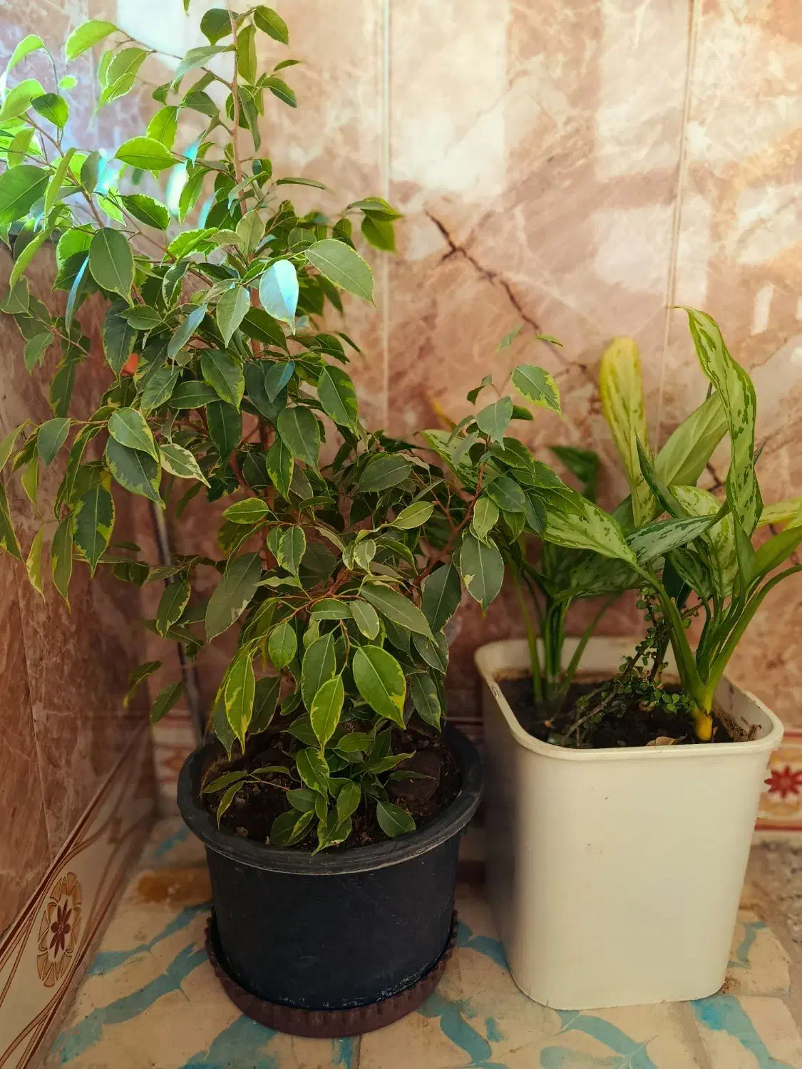 دو جفت گل قشنگ|گل و گیاه طبیعی|پیرانشهر, |دیوار