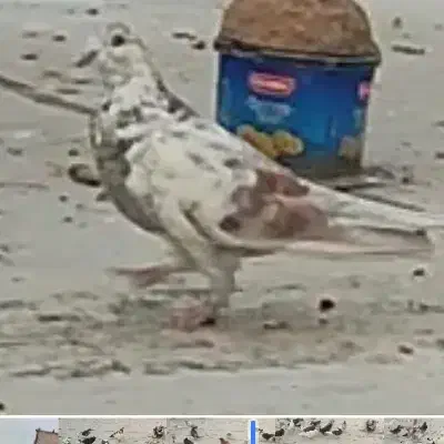 کفترفراری|پرنده|مشگین شهر, |دیوار