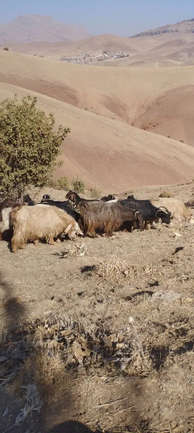 بز چاق|حیوانات مزرعه|کاکاوند, |دیوار