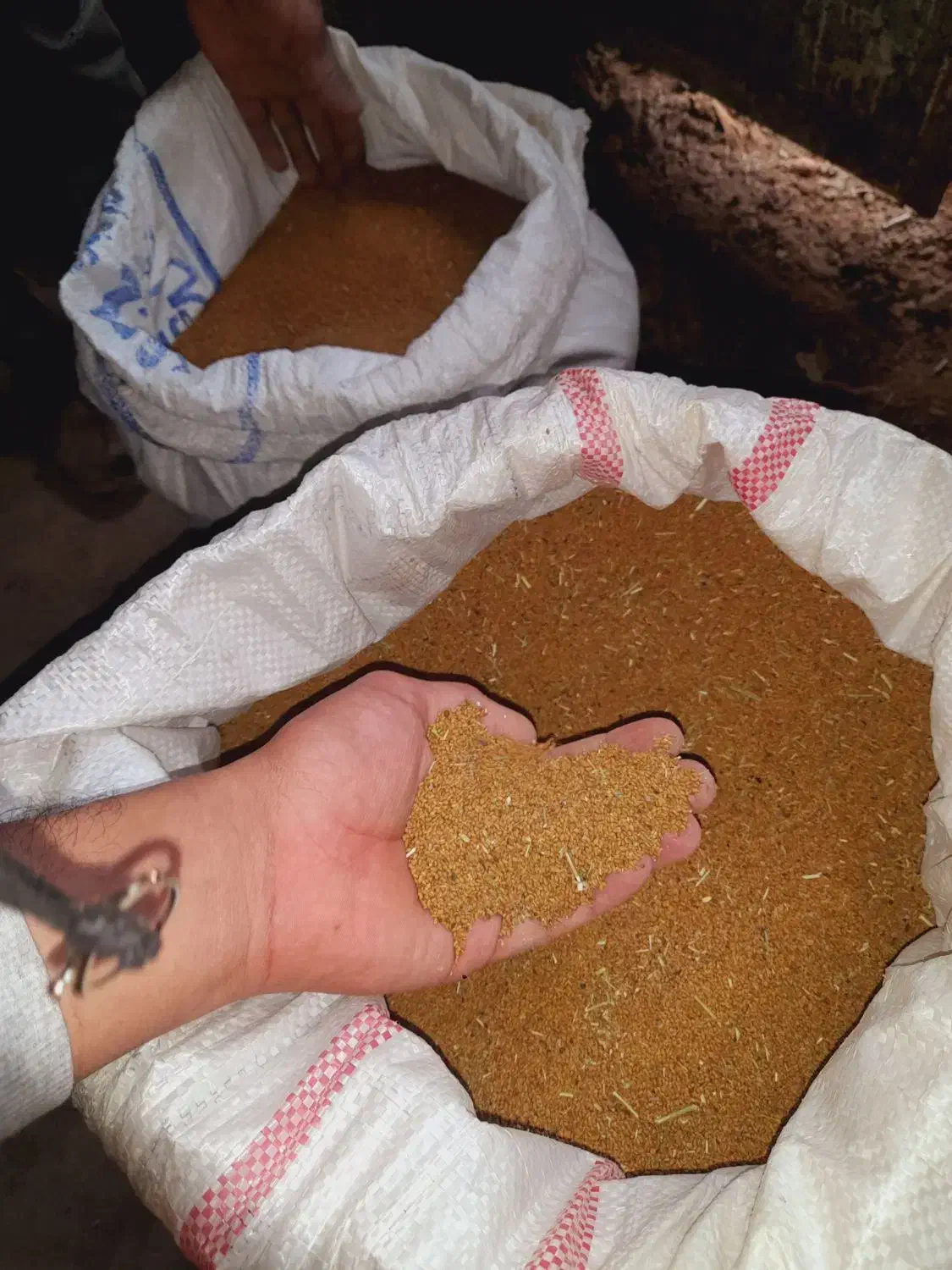 بذریونجه آبی|گل و گیاه طبیعی|شیروان (خراسان), |دیوار